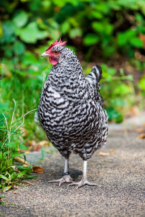 venta de gallinas